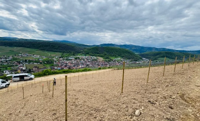Optimisation viticole à SOULTZMATT (Haut-Rhin), Rouffach, AK.GEO Géomètre-Expert