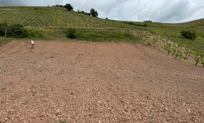Optimisation viticole à NIEDERMORSCHWIHR (Haut-Rhin), Rouffach, AK.GEO Géomètre-Expert
